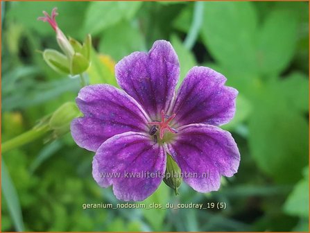 Geranium nodosum &#039;Clos du Coudray&#039; | Knopige ooievaarsbek, Ooievaarsbek, Tuingeranium | Bergwald-Storchsc