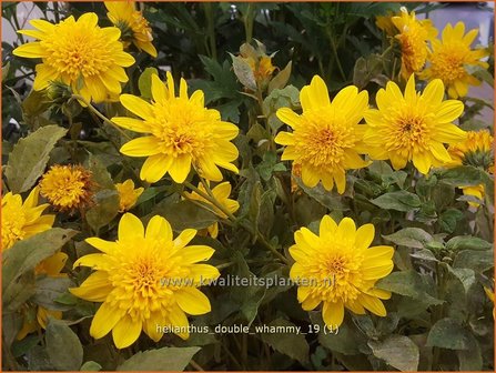 Helianthus &amp;#x0027;Double Whammy&amp;#x0027; | Vaste zonnebloem | Stauden-Sonnenblume