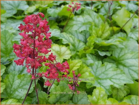 Heuchera &#039;Tokyo&#039; | Purperklokje | Purpurgl&ouml;ckchen