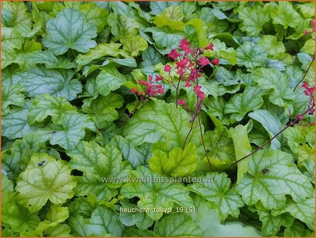 Heuchera &#039;Tokyo&#039; | Purperklokje | Purpurgl&ouml;ckchen