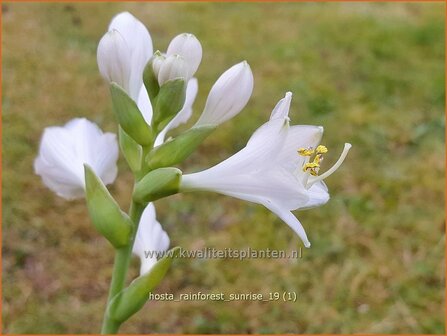 Hosta &amp;#x0027;Rainforest Sunrise&amp;#x0027; | Hosta, Hartlelie, Funkia | Funkie