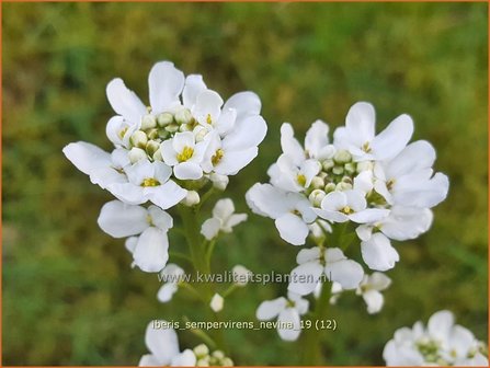 Iberis sempervirens &#039;Nevina&#039; | Scheefbloem, Scheefkelk | Immergr&uuml;ne Schleifenblume