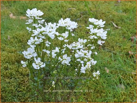 Iberis sempervirens &#039;Nevina&#039; | Scheefbloem, Scheefkelk | Immergr&uuml;ne Schleifenblume