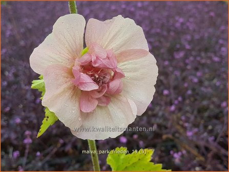 Malva &#039;Park Frieden&#039; | Vaste stokroos, Stokroos | Ausdauernde Stockrose