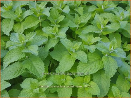 Mentha suaveolens &#039;Apfelminze&#039; | Appelmunt, Munt | Wohlriechende Minze