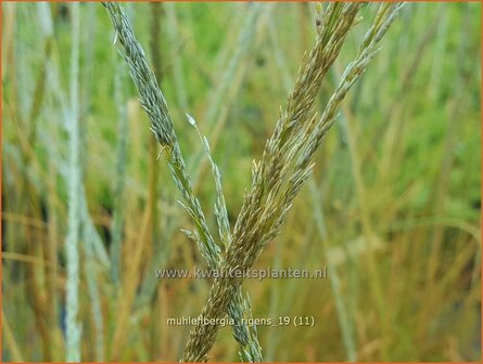 Muhlenbergia rigens | Reh-Haargras