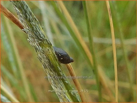 Muhlenbergia rigens | Reh-HaargrasMuhlenbergia rigens | Reh-Haargras