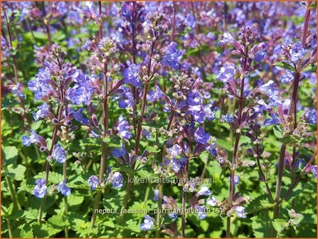 Nepeta faassenii &#039;Purrsian Blue&#039; | Kattenkruid | Blaue Katzenminze