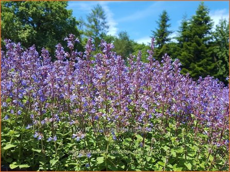 Nepeta faassenii &#039;Purrsian Blue&#039; | Kattenkruid | Blaue Katzenminze