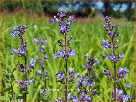 Nepeta faassenii &#039;Purrsian Blue&#039; | Kattenkruid | Blaue Katzenminze