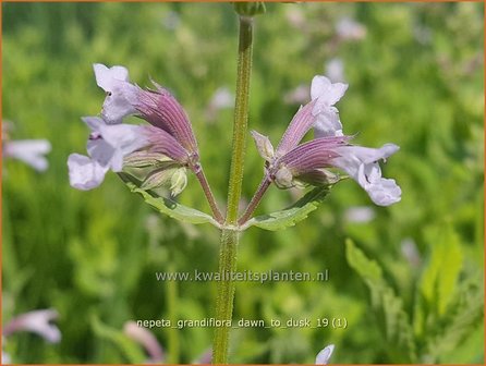 Nepeta grandiflora &#039;Dawn to Dusk&#039; | Kattenkruid | Gro&szlig;bl&uuml;tige Katzenminze