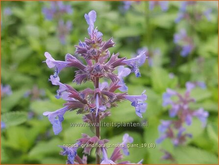 Nepeta grandiflora &#039;Zinser&#039;s Giant&#039; | Kattenkruid | Gro&szlig;bl&uuml;tige Katzenmi