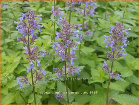 Nepeta grandiflora &#039;Zinser&#039;s Giant&#039; | Kattenkruid | Gro&szlig;bl&uuml;tige Katzenmi