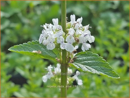 Nepeta nuda &amp;#x0027;Alba&amp;#x0027; | Kattenkruid | Kahle Katzenminze