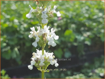 Nepeta nuda &amp;#x0027;Alba&amp;#x0027; | Kattenkruid | Kahle Katzenminze