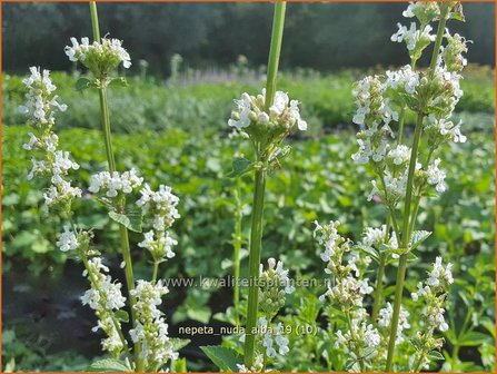 Nepeta nuda &amp;#x0027;Alba&amp;#x0027; | Kattenkruid | Kahle Katzenminze