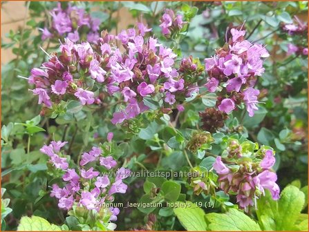 Origanum laevigatum &#039;Hopleys&#039; | Marjolein, Majoraan | Glatter Dost