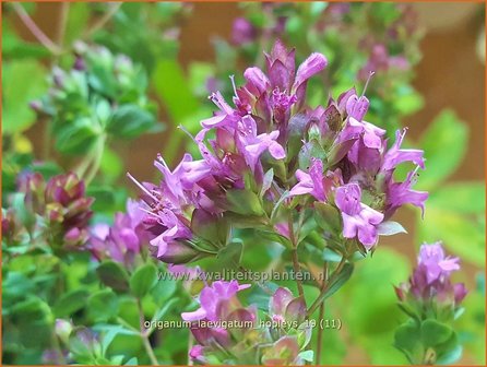 Origanum laevigatum &#039;Hopleys&#039; | Marjolein, Majoraan | Glatter Dost