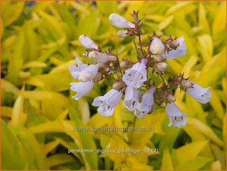 Penstemon digitalis &amp;#x0027;Goldfinger&amp;#x0027; | Slangenkop, Schildpadbloem | Fingerhutf&amp;#x00f6;rmiger Bartfaden