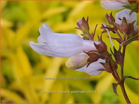 Penstemon digitalis &amp;#x0027;Goldfinger&amp;#x0027; | Slangenkop, Schildpadbloem | Fingerhutf&amp;#x00f6;rmiger Bartfaden