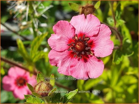 Potentilla nepalensis &#039;Miss Willmott&#039; | Ganzerik | Nepal-Fingerkraut