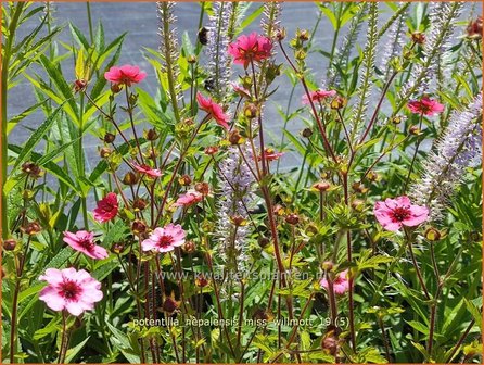 Potentilla nepalensis &#039;Miss Willmott&#039; | Ganzerik | Nepal-Fingerkraut