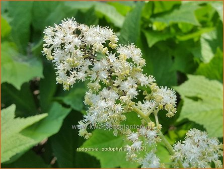 Rodgersia podophylla | Schout-bij-nacht, Kijkblad | Gestieltbl&auml;ttriges Schaublatt