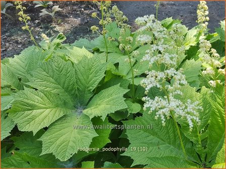 Rodgersia podophylla | Schout-bij-nacht, Kijkblad | Gestieltbl&auml;ttriges Schaublatt