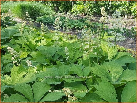 Rodgersia podophylla | Schout-bij-nacht, Kijkblad | Gestieltbl&auml;ttriges Schaublatt