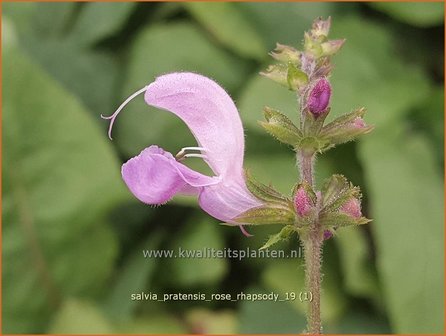 Salvia pratensis &#039;Rose Rhapsody&#039; | Veldsalie, Salie, Salvia | Wiesen-Salbei