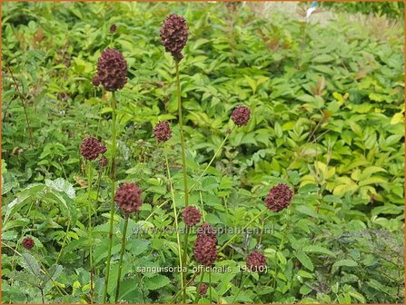 Sanguisorba officinalis | Pimpernel, Sorbenkruid | Gro&szlig;er Wiesenknopf