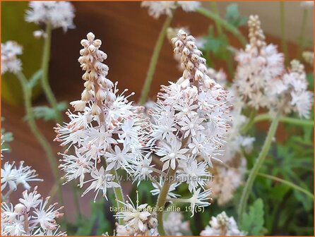 Tiarella &#039;Emerald Ellie&#039; | Schuimbloem, Perzische muts | Schaumbl&uuml;te