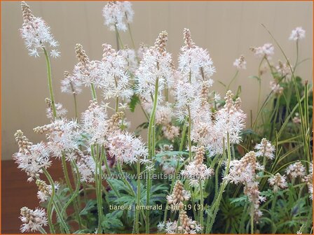 Tiarella &#039;Emerald Ellie&#039; | Schuimbloem, Perzische muts | Schaumbl&uuml;te