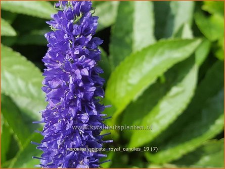 Veronica spicata &#039;Royal Candles&#039; | Aarereprijs, Ereprijs | &Auml;hren-Ehrenpreis