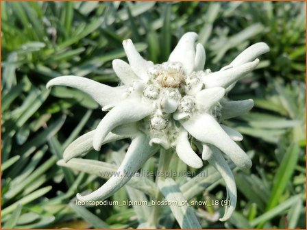 Leontopodium alpinum &#039;Blossom of Snow&#039; | Edelweiss | Alpen-Edelwei&szlig;