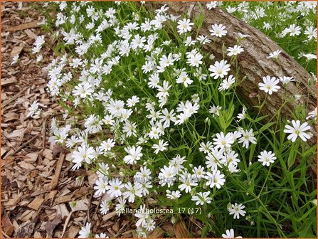 Stellaria holostea | Grootbloemig muur, Grote muur, Muur | Gro&szlig;bl&uuml;tige Sternmiere