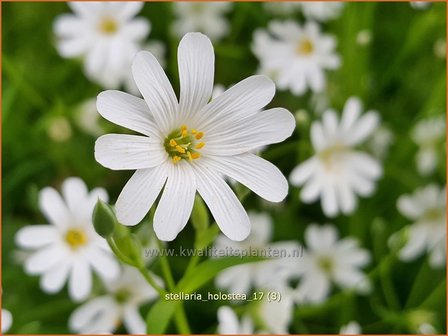 Stellaria holostea | Grootbloemig muur, Grote muur, Muur | Gro&szlig;bl&uuml;tige Sternmiere