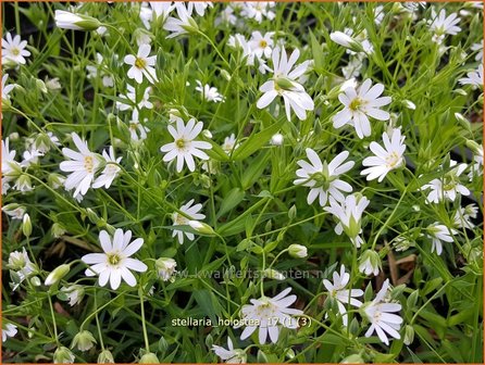 Stellaria holostea | Grootbloemig muur, Grote muur, Muur | Gro&szlig;bl&uuml;tige Sternmiere