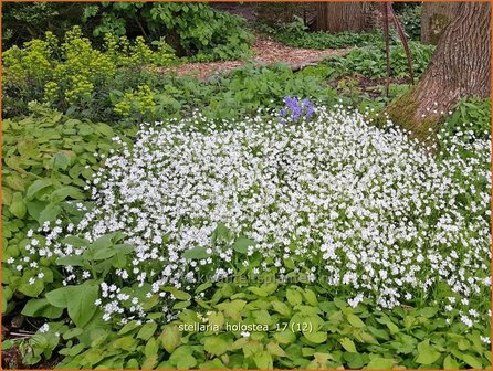 Stellaria holostea | Grootbloemig muur, Grote muur, Muur | Gro&szlig;bl&uuml;tige Sternmiere