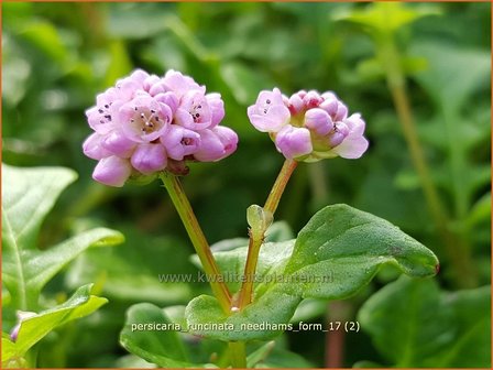 Persicaria runcinata &#039;Needham&#039;s Form&#039; | Duizendknoop | Kn&ouml;terich