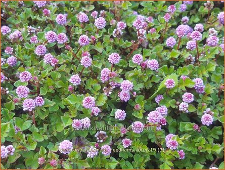 Persicaria runcinata &#039;Needham&#039;s Form&#039; | Duizendknoop | Kn&ouml;terich