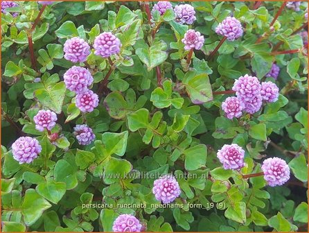 Persicaria runcinata &#039;Needham&#039;s Form&#039; | Duizendknoop | Kn&ouml;terich