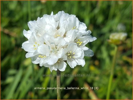 Armeria pseudarmeria &#039;Ballerina White&#039; | Engels gras | Breitbl&auml;ttrige Grasnelke