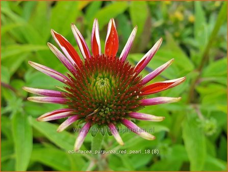 Echinacea purpurea &#039;Red Pearl&#039; | Rode zonnehoed, Zonnehoed | Roter Sonnenhut