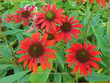 Echinacea purpurea &#039;Red Pearl&#039; | Rode zonnehoed, Zonnehoed | Roter Sonnenhut