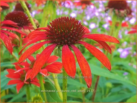 Echinacea purpurea &#039;Red Pearl&#039; | Rode zonnehoed, Zonnehoed | Roter Sonnenhut