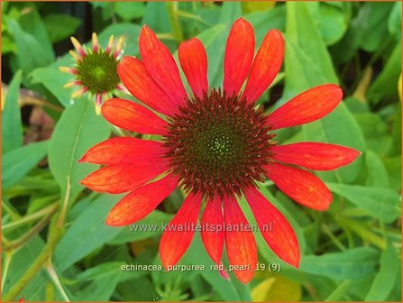 Echinacea purpurea &#039;Red Pearl&#039; | Rode zonnehoed, Zonnehoed | Roter Sonnenhut