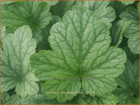 Heuchera &#039;Rex Peppermint&#039; | Purperklokje | Purpurgl&ouml;ckchen