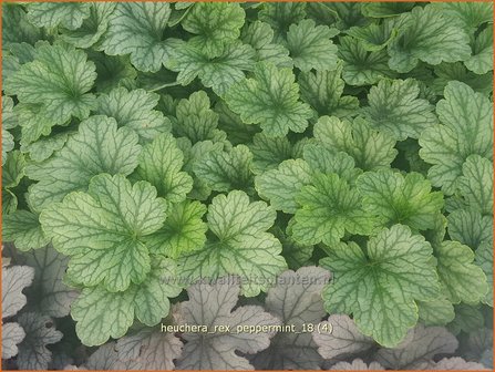 Heuchera &#039;Rex Peppermint&#039; | Purperklokje | Purpurgl&ouml;ckchen