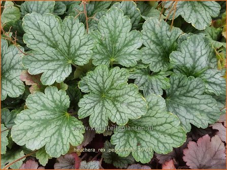 Heuchera &#039;Rex Peppermint&#039; | Purperklokje | Purpurgl&ouml;ckchen